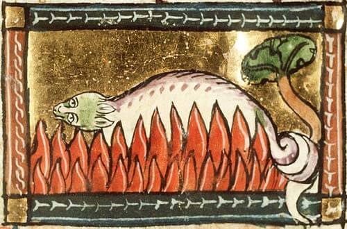 「動物寓意譚」の写本（14世紀）より、サラマンダー